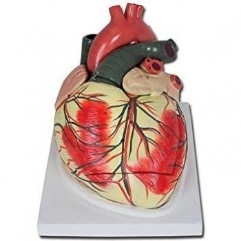 GIMA ref 40070 Modelo de corazón humano, anatomía del corazón, linea Value, 3 partes, tamaño 3X, con partes removibles