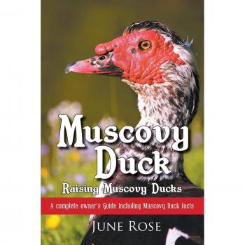 Muscovy Duck: Raising Muscovy Ducks