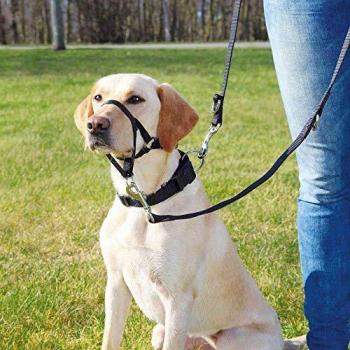 Arnés-Bozal de Entrenamiento Top Trainer TRIXIE XL Corto para Perro