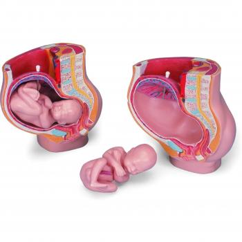 3B Scientific MAL20 Medart Pelvis Durante el Embarazo