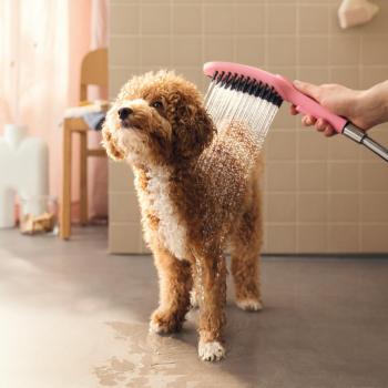 Hansgrohe Pink Dog Shower with Quick Connect, 3-Spray Patterns, 1.75 GPM