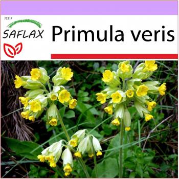 SAFLAX - Primrose - 100 semillas - Primula veris y onagra - Primevère officinale - Primula odorosa Schlüsselblume