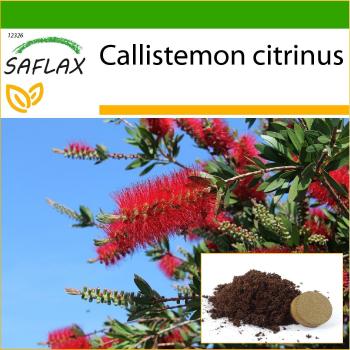 SAFLAX - Red Bottle Brush - 400 semillas - con sustrato para mejor cultivo - Callistemon citrinus