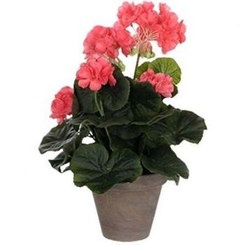 MICA Decorations 975163 - Geranios Grandes, Color Rosa
