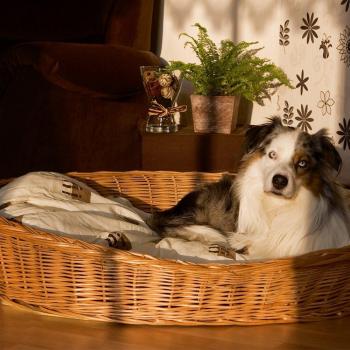 Cesta natural para perros Aumüller - 70 x 55,5 x 15,5 cm
