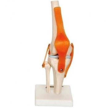 66FIT - Modelo anatómico de articulación de Rodilla