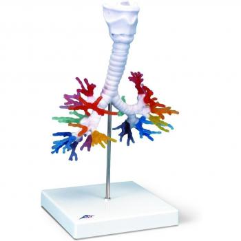 3B Scientific G23 Modelo de anatomía humana Árbol Bronquial Con laringe, Tac + software de anatomía gratuito - 3B Smart Anatomy