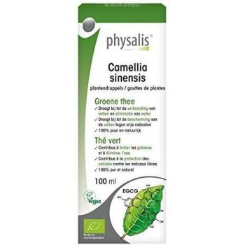 Physalis gotas de plantas Camellia sinensis