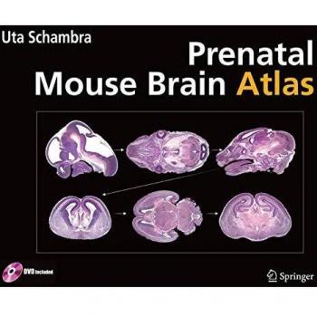 Prenatal Mouse Brain Atlas by Springer-Verlag New York