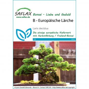 SAFLAX - Bonsai de Alerce Europeo (Larix decídua) - 75 semillas