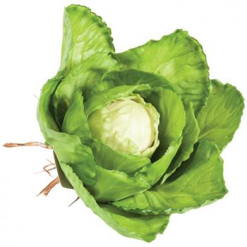Repollo Verde Fresco - Vegetal, Orgánico, Sin pesticidas, Rico en fibra y vitamina C