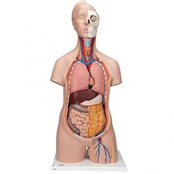 3B Scientific B09 Modelo de anatomía humana Torso Clásico Asexuado, 12 Partes + software de anatomía gratuito - 3B Smart Anatomy