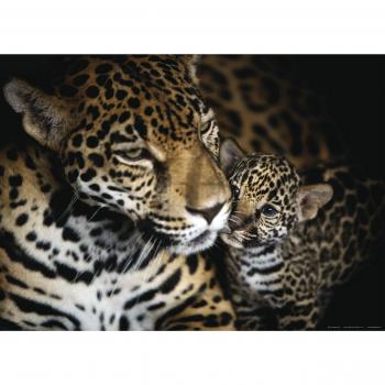 AG FTM 0497 Diseño Papel Pintado para Pared-partes Fotomurales Puma, 160 x 115 cm