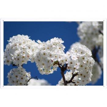 Metal cartel Cartel de chapa Hojalata sesión Flower Tin Sign #33469 White Cherry Blossoms Retro Vintage Pared Decoración by hamgaacaan