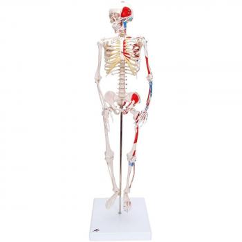 3B Scientific A18/5 Modelo de anatomía humana Mini esqueleto “Shorty“ Con Músculos Pintados, Sobre Sopor + software de anatomía gratuito - 3B Smart Anatomy