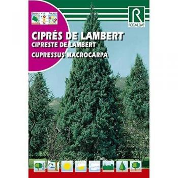 Semillas de Ciprés de lambert Cipreses macrocarpa