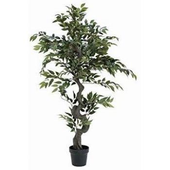 EUROPALMS Ficus Waldbaum, 110 cm