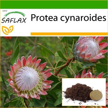 Saflax - Giant King Protea - 5 semillas con sustrato para macetas