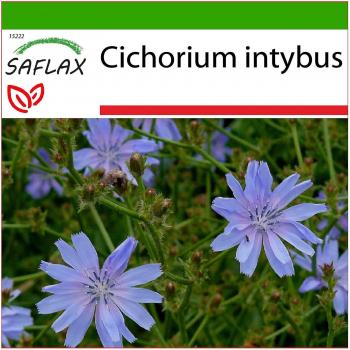 Saflax - 250 semillas de Achicoria (Cichorium intybus) con tierra para mejor cultivo