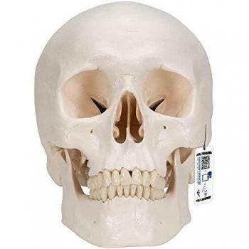 3B Scientific A20 Modelo Anatómico Humano - Modelo clásico de cráneo humano con conexiones magnéticas, 3 partes + Software de Anatomía - 3B Smart Anatomy