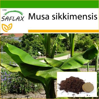 SAFLAX - Darjeeling Banana - 5 semillas - con sustrato para mejor cultivo - Musa sikkimensis