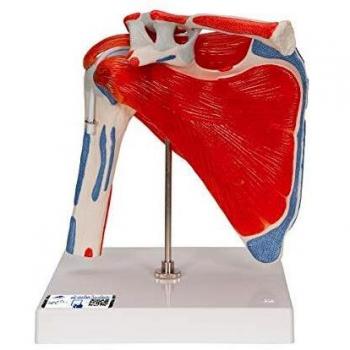3B Scientific A880 Modelo Anatómico Humano - Modelo de Articulación del Hombro Con Manguito Rotador, 4 Músculos Desmontables, 5 Partes + Software de Anatomía - 3B Smart Anatomy