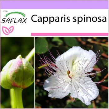 SAFLAX - Alcaparra - 25 semillas - Capparis spinosa - Planta de alcaparras
