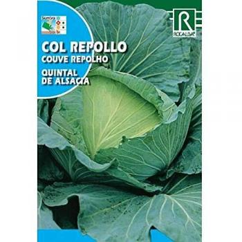 Semillas de Col repollo quintal de Alsacia