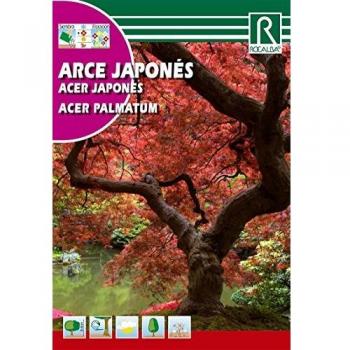Semilla arce japonés (acer palmatum) - Rocalba