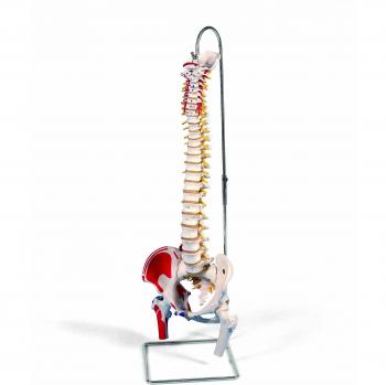 3B Scientific A58/3 Modelo de anatomía humana Columna Flexible, Versión Clásica Pintada Con Cabezas + software de anatomía gratuito - 3B Smart Anatomy