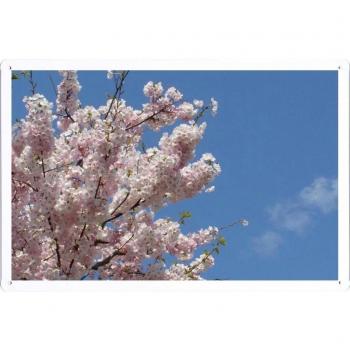 Metal cartel Cartel de chapa Hojalata sesión Flower Tin Sign Blossoms Twigs Spring Sky Clouds 41048 Retro Vintage Pared Decoración by hamgaacaan