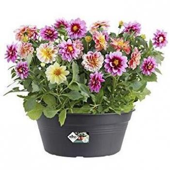 Plato Plantador Elho Green Basics 27cm - Negro Vivo