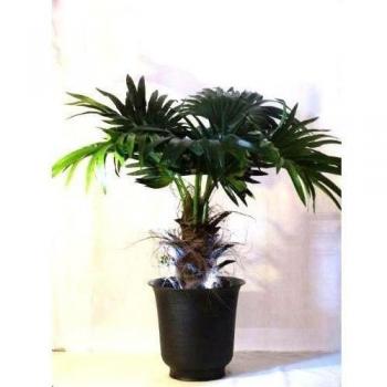 TBR - Planta artificial, diseño de Palmera Washingtonia
