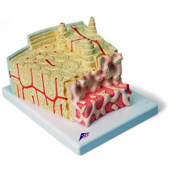 3B Scientific A79 Modelo de anatomía humana Microanatomy Estructura de Los Huesos, Aumentado 80 Veces + software de anatomía gratuito - 3B Smart Anatomy