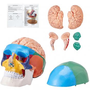 Vevor Life-Size Painted Human Skull Model with 8-Part Brain and 3-Part Skull, PVC Anatomical Anatomy Display