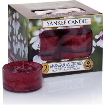 YANKEE CANDLE Orquídea de Madagascar Velas de Té Aromáticas Paquete de 12 Unidades, Rojo, 8.7x8.5x6.3 cm