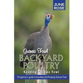 Guinea Fowl Care Guide: Raising Backyard Poultry