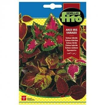 Semillas Fitó 640 - Semillas de Coleus Híbrido Arco Iris Variado