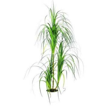 Euro palms 82505761dracena busch 160cm
