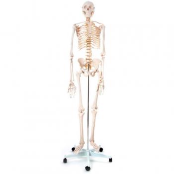 66FIT - Modelo anatómico de esqueleto humano