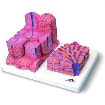 3B Scientific K24 Modelo de anatomía humana Microanatomy Hígado + software de anatomía gratuito - 3B Smart Anatomy