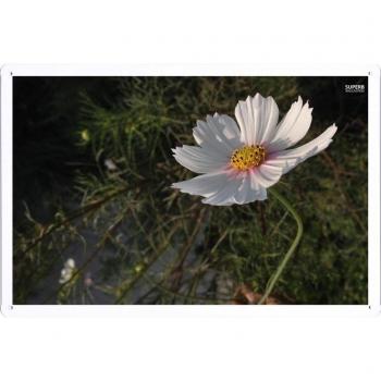 Metal cartel Cartel de chapa Hojalata sesión Flower Tin Sign White Cosmos 24236 Retro Vintage Pared Decoración by hamgaacaan