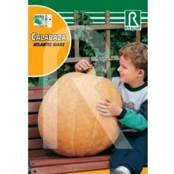 Semilla calabaza Atlantic giant - Rocalba