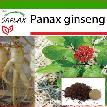 Saflax - Ginseng coreano - 10 semillas - Con sustrato para macetas