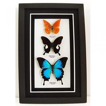 Appias zarinda (naranja Albatross), Papilio Fuscus (Canopus Swallowtail) y PAPILIO ULISES (montaña azul Swallowtail) – Decoración de pared – mariposa de taxidermia montado bajo acrílico en marco de madera