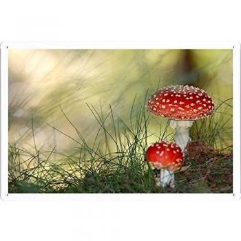 Metal cartel Cartel de chapa Hojalata sesión Fly Agarics Mushrooms Poisonous Red Grass Points 26404 Retro Vintage Pared Decoración by hamgaacaan
