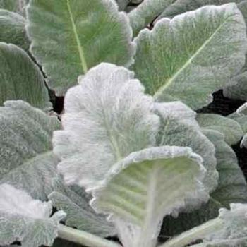 Semillas de Salvia Balnca 90 Semillas de Salvia Argentea