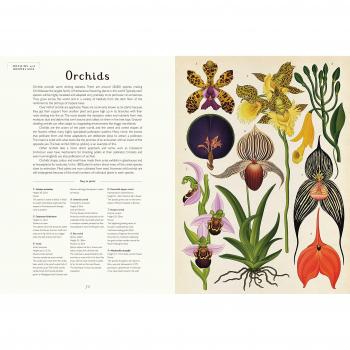 Botanicum: Bienvenido al Museo de Plantas - Libro Ilustrado por Katie Scott y Kathy Willis