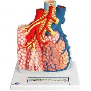 3B Scientific G60 Lobulillos Pulmonares y Vasos Sanguíneos Adyacentes