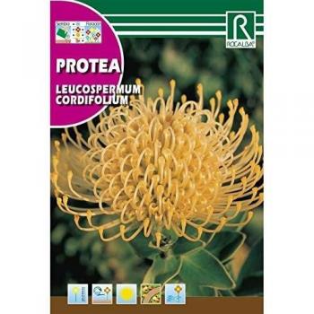 Semillas de Leucospermum cordifolium amarillo